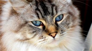 Абиссинские кошки о породе: история, стандарты, содержание. - ч. 10 абиссинский