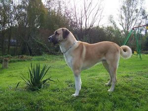 ANATOLIAN SHEPHERD DOG, ANATOLIAN KARABASH DOG ANATOLIAN