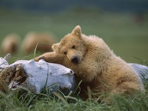 Анонсы передач о животных Animal Planet. - ч. 2 Миллер Анонсы передач о животных Animal Planet. - ч. 2 Миллер