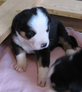 APPENZELL MOUNTAIN DOG 