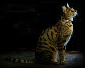 Ashera, это новая порода кошек? домашний Ashera, это новая порода кошек? домашний