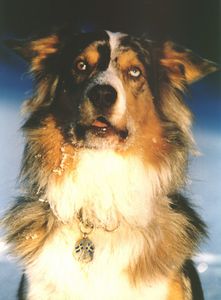 AUSTRALIAN SHEPHERD собака AUSTRALIAN SHEPHERD собака