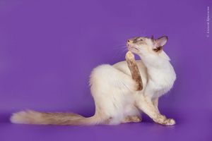 Балинез длинношерстный Балинез длинношерстный