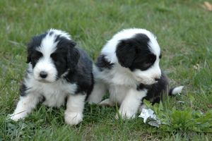 BEARDED COLLIE бородатый BEARDED COLLIE бородатый
