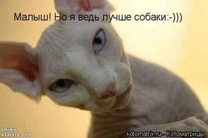 Беременность у кошек - ч. 3 ветеринар Беременность у кошек - ч. 3 ветеринар