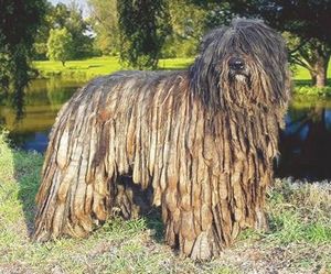  , BERGAMASCO, CANE DE PASTORE BERGAMASCO... - . 2 BERGAMASCO