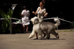 Бобтейл или Староанглийская овчарка. - ч. 13 низкий Бобтейл или Староанглийская овчарка. - ч. 13 низкий