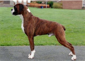 BOXER агрессивность BOXER агрессивность