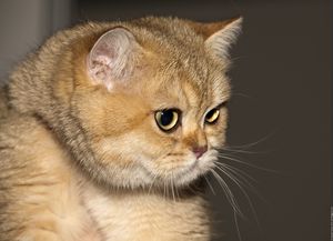Бразильская короткошерстная , Brasilian shorthair кошка Бразильская короткошерстная , Brasilian shorthair кошка