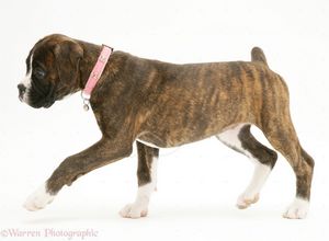 BRINDLE BOXER 