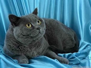 Британские кошки и котята мраморный