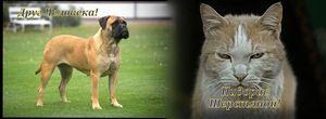 BULLMASTIFF весь BULLMASTIFF весь