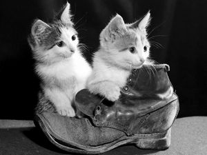 Цена котенка - ч. 7 титул Цена котенка - ч. 7 титул