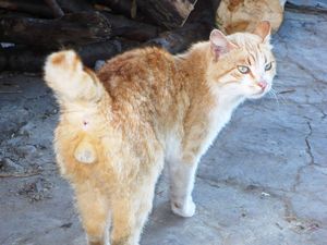 Цена котенка - ч. 9 класс Цена котенка - ч. 9 класс