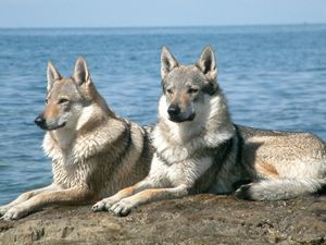 Чешский вольфхунд (Чехословацкий волчок, чешская волчья... - ч. 3 должен Чешский вольфхунд (Чехословацкий волчок, чешская волчья... - ч. 3 должен