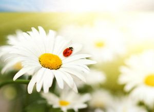 Что думают ваши звери. - ч. 4 животное Что думают ваши звери. - ч. 4 животное
