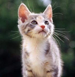 ЧТО ЛУЧШЕ — ЧИСТО ДОМАШНЕЕ ИЛИ ВОЛЬНОЕ СОДЕРЖАНИЕ КОШКИ? мочь