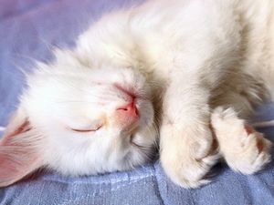 Домашние кошки самые жестокие хищники. - ч. 2 отношение Домашние кошки самые жестокие хищники. - ч. 2 отношение