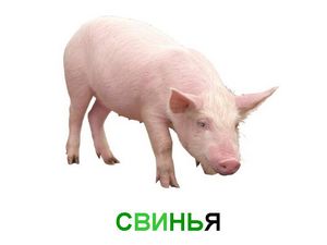 Домашние животные в США по численности обогнали человеческое... - ч. 2 животное Домашние животные в США по численности обогнали человеческое... - ч. 2 животное