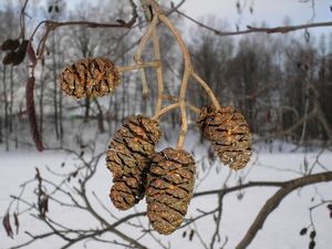 Домашняя ветеринарная аптечка первой помощи первый Домашняя ветеринарная аптечка первой помощи первый