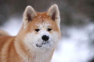Доминирующая ваша собака или нет? - ч. 7 собака
