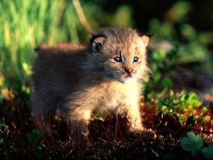 Факты о черном носороге - ч. 3 который