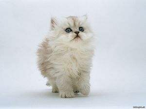 ГЕМОБАРТОНЕЛЛЕЗ - ч. 2 кошка ГЕМОБАРТОНЕЛЛЕЗ - ч. 2 кошка