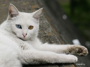 Глава I. Незаразные болезни - ч. 2 аквариум Глава I. Незаразные болезни - ч. 2 аквариум