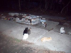 Хищническое поведение кошки. кошка Хищническое поведение кошки. кошка