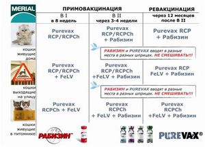 Инфекции — Кошачий вирусный рино-трахент глаз