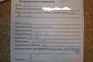 ИНФЕКЦИОННЫЙ ПЕРИТОНИТ кошка