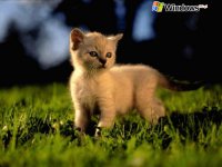 Интересные факты о кошках весить Интересные факты о кошках весить