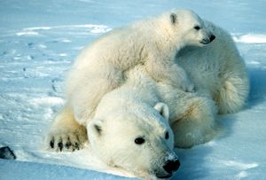 Интересные факты о животных - ч. 3 кит Интересные факты о животных - ч. 3 кит