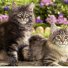 Использование кота-производителя кот Использование кота-производителя кот