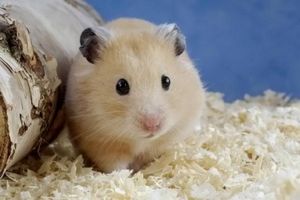 Как предотвратить тепловой удар у морской свинки - ч. 2 удар