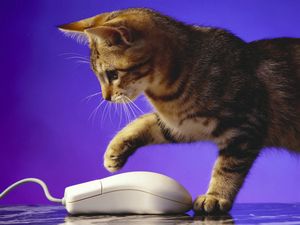 Как прекратить царапание мебели вашим котом? - ч. 2 мебель Как прекратить царапание мебели вашим котом? - ч. 2 мебель