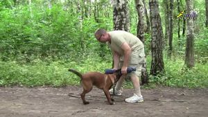 Как приучить собаку к клетке. клетка