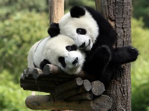 Кастрированные животные кастрировать Кастрированные животные кастрировать