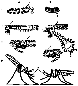 Клещ ixodidae, семейство членистоногих отряда Acariformes. - ч. 2 безопасность Клещ ixodidae, семейство членистоногих отряда Acariformes. - ч. 2 безопасность