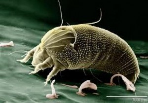 Клещ ixodidae, семейство членистоногих отряда Acariformes. - ч. 3 клещ Клещ ixodidae, семейство членистоногих отряда Acariformes. - ч. 3 клещ