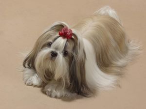 Когти кошки/кота и как их стричь. - ч. 2 можно Когти кошки/кота и как их стричь. - ч. 2 можно