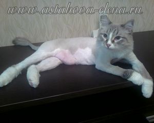 Когти кошки/кота и как их стричь. сосуд