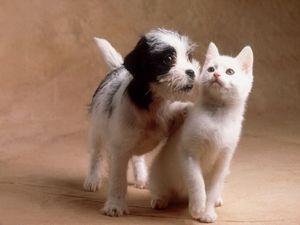 Корма для животных: Составляющие питания собак и кошек - ч. 3 использовать Корма для животных: Составляющие питания собак и кошек - ч. 3 использовать