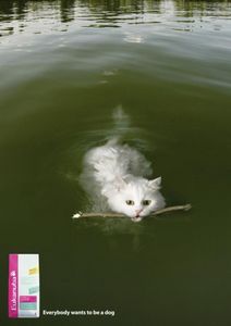 Корма для животных: Составляющие питания собак и кошек - ч. 6 пшеница Корма для животных: Составляющие питания собак и кошек - ч. 6 пшеница