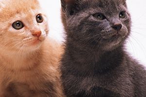 Корма промышленного производства для животных (для кошек... - ч. 4 ингредиент Корма промышленного производства для животных (для кошек... - ч. 4 ингредиент