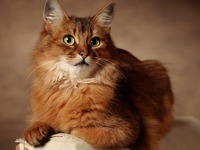 Кошачьи университеты - ч. 2 котенок