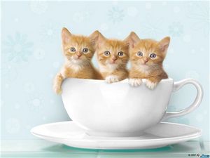 Котята молочная Котята молочная