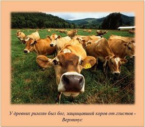КРАССКАЯ ОВЧАРКА, KARST SHEEPDOG овчарка КРАССКАЯ ОВЧАРКА, KARST SHEEPDOG овчарка