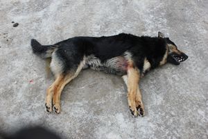 Кто должен отвечать за домашних и бездомных собак? - ч. 2 животное