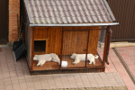 KUVASZ турецкий KUVASZ турецкий